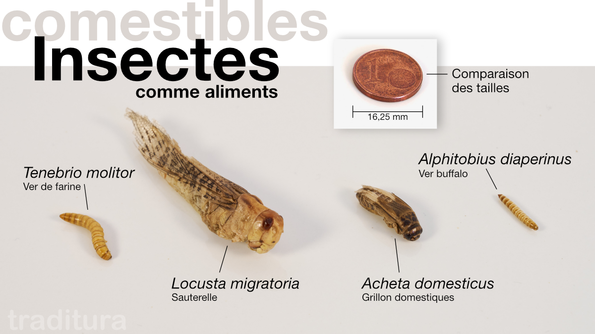 Insectes comme aliments