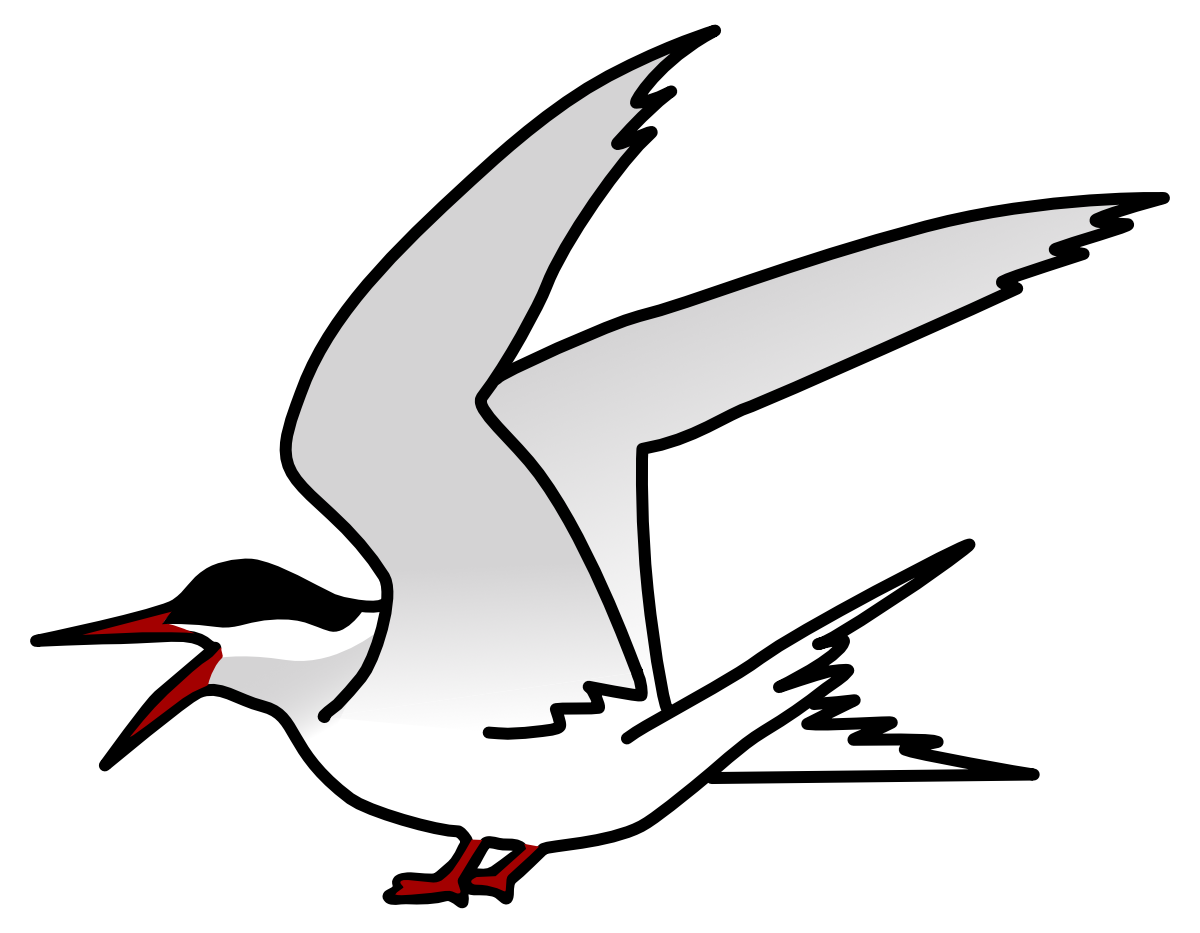 Sterne arctique
