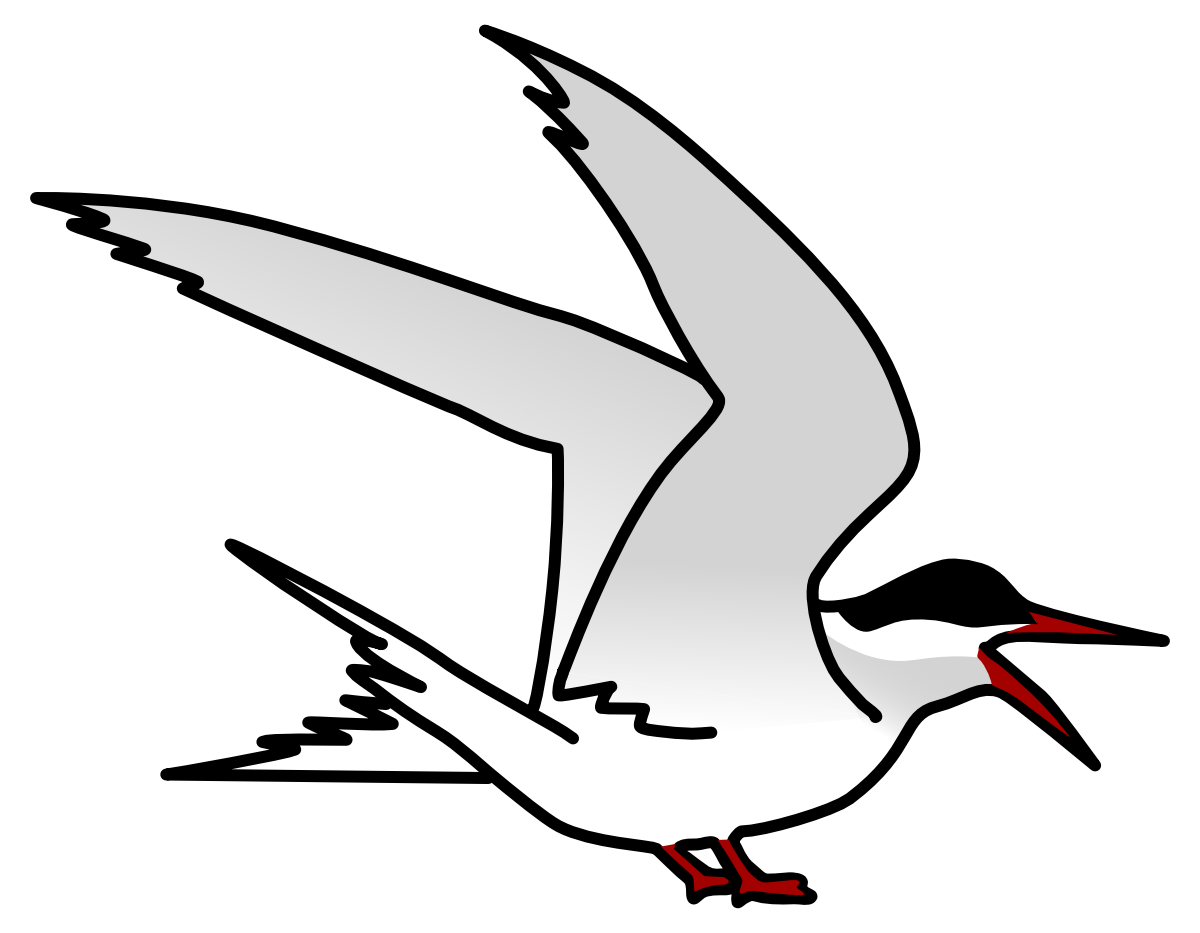Sterne arctique