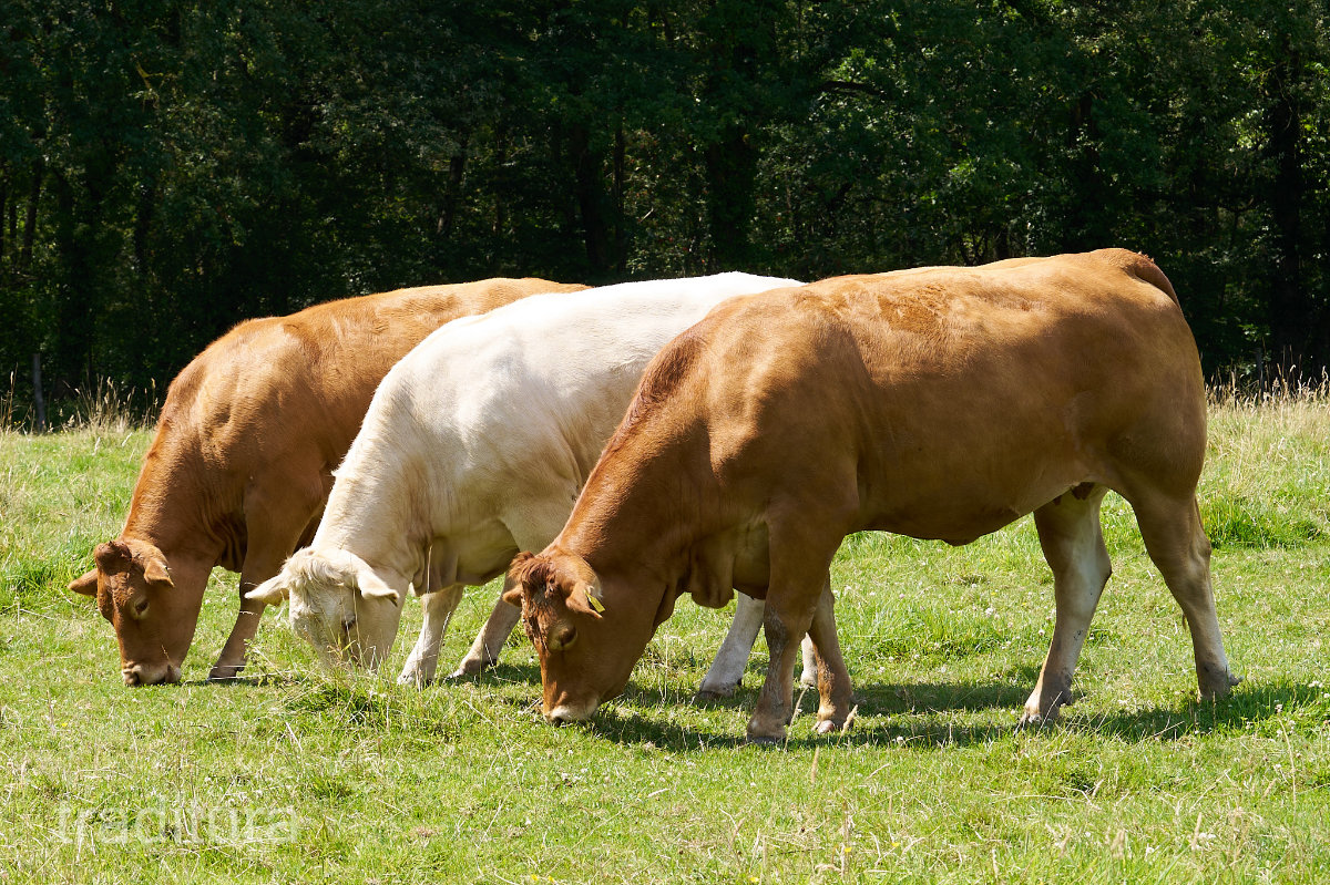 Bovins à viande