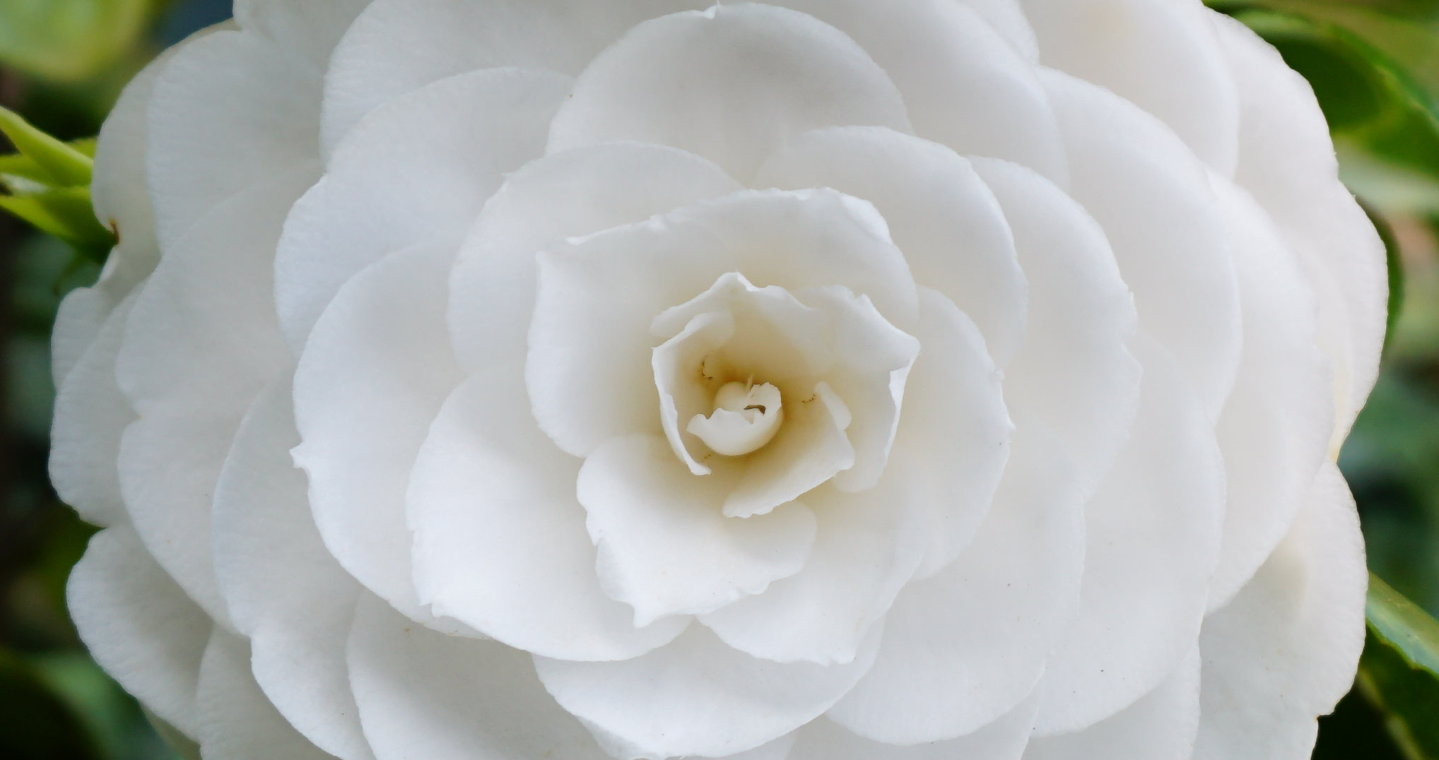 Fleur